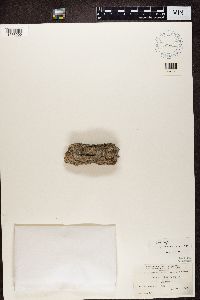 Sclerophora pallida image