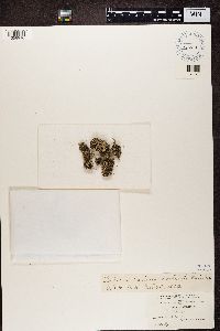 Cladonia symphycarpa image