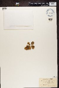 Ramalina pollinaria image