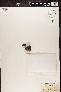 Rhizocarpon petraeum image