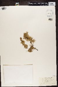 Evernia prunastri image