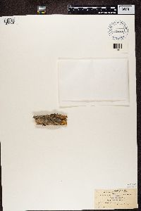 Lecania naegelii image