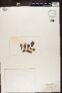 Bacidia rubella image