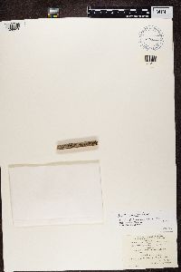 Buellia parasema image