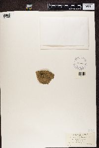 Biatora schweinitzii image