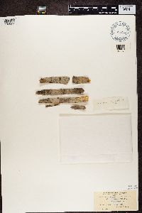 Arthonia quintaria image