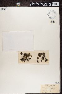 Fuscopannaria leucosticta image