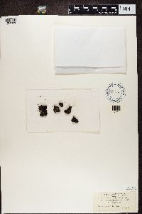 Placynthiella uliginosa image