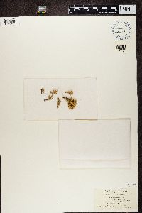 Ramalina dilacerata image