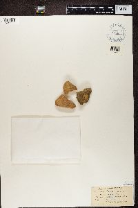 Trapelia coarctata image