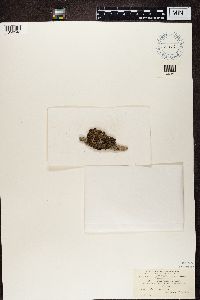 Platismatia glauca image