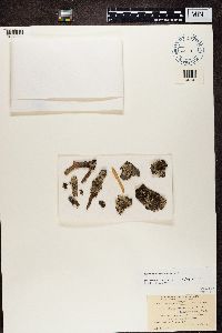 Imshaugia aleurites image