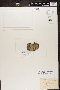 Buellia parasema image