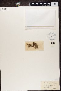 Diploschistes scruposus image