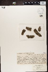 Phaeographis dendritica image