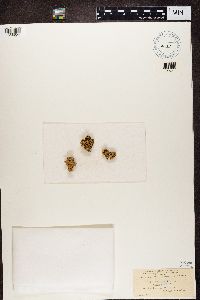 Lecanora haydenii image