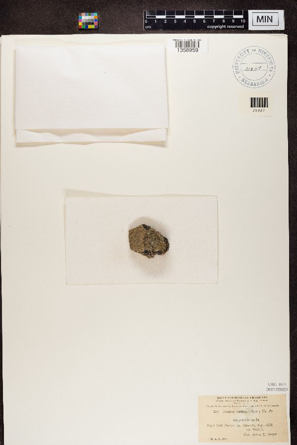 Lecanora sordida image