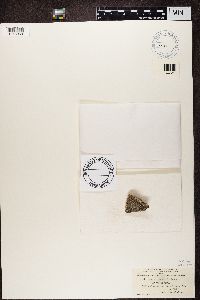 Aspicilia cinerea image