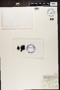 Umbilicaria torrefacta image