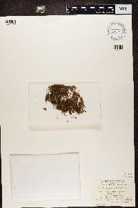 Trapeliopsis granulosa image