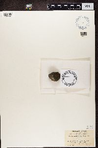 Rhizocarpon oederi image