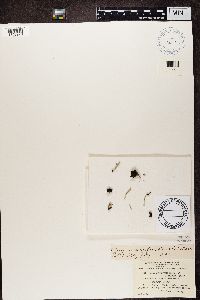 Cladonia pleurota image