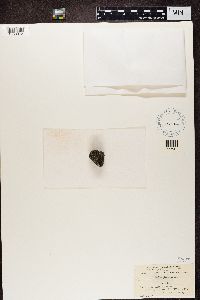 Lecidea platycarpa image