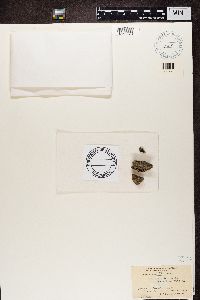 Lecidea platycarpa image