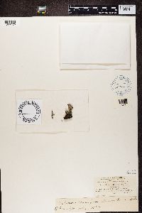 Cladonia coccifera image