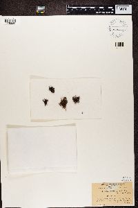 Cetraria aculeata image