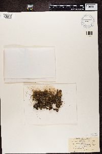 Pycnothelia papillaria image