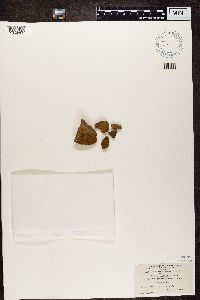 Myriolecis hagenii image