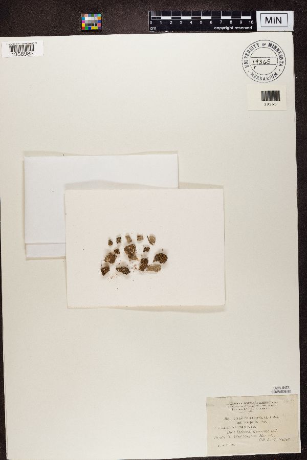 Urceolaria scruposa var. bryophila image