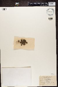 Urceolaria scruposa var. bryophila image
