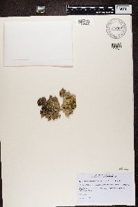 Cetrelia olivetorum image