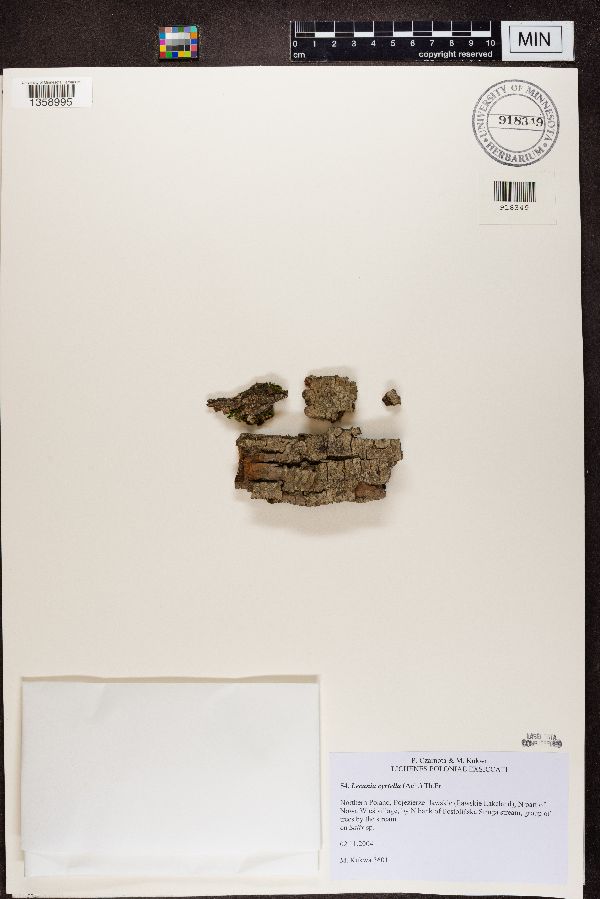 Lecania cyrtella image