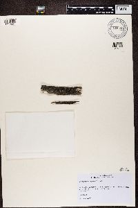 Micarea denigrata image