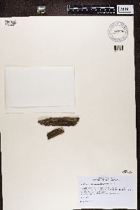 Micarea peliocarpa image