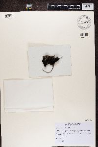 thumbnail image of current specimen