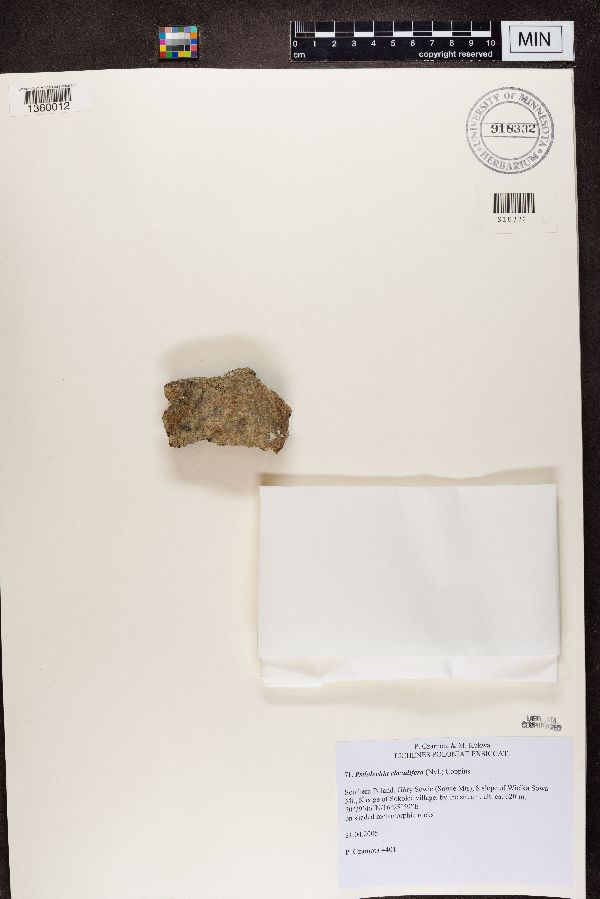 Psilolechia clavulifera image