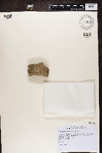 Thumbnail image of current specimen