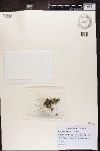 Psilolechia clavulifera image