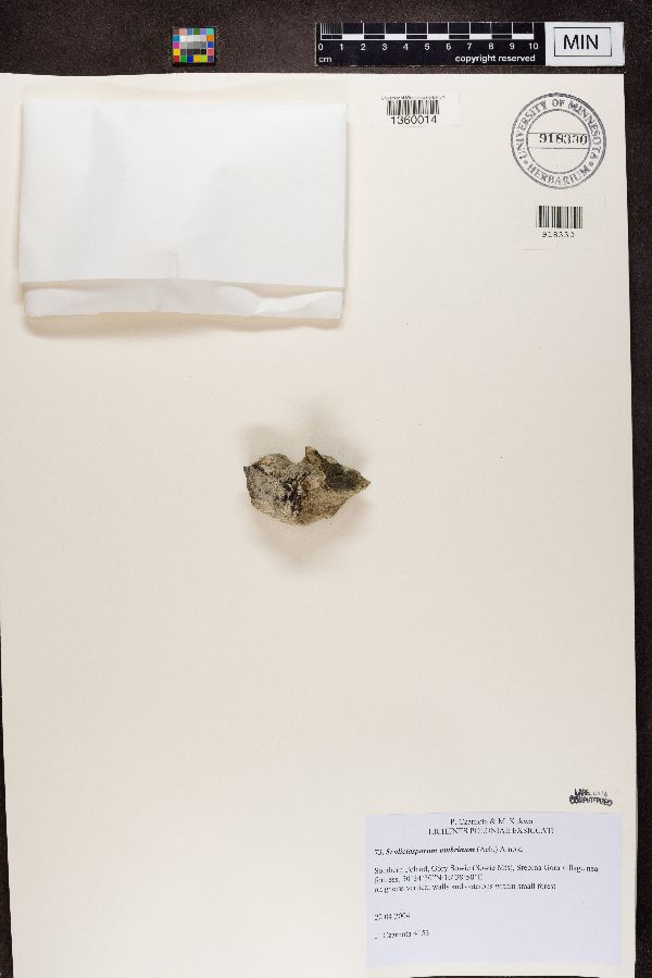 Scoliciosporum umbrinum image