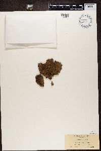 Peltigera canina image