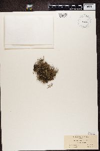 Cladonia furcata image