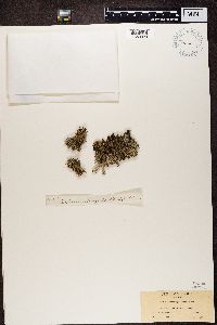 Cladonia turgida image