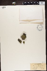 Rhizocarpon geographicum image