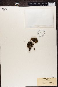 Cladonia caespiticia image