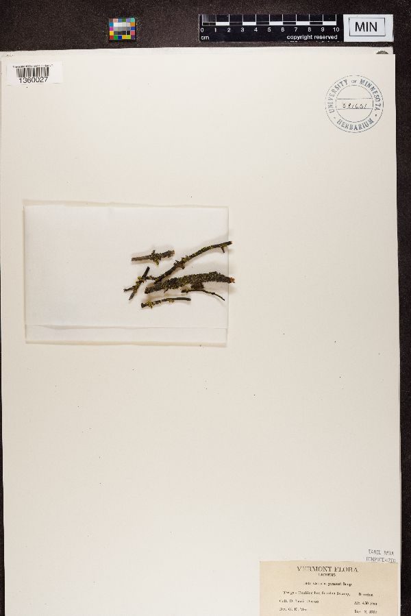 Vulpicida pinastri image