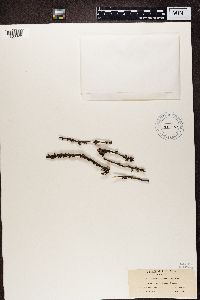 Media resource of Tuckermanopsis ciliaris